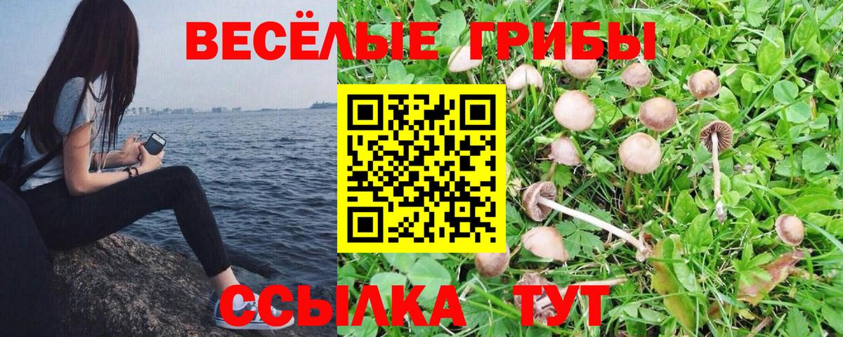 Галлюциногенные грибы прущие грибы Гатчина